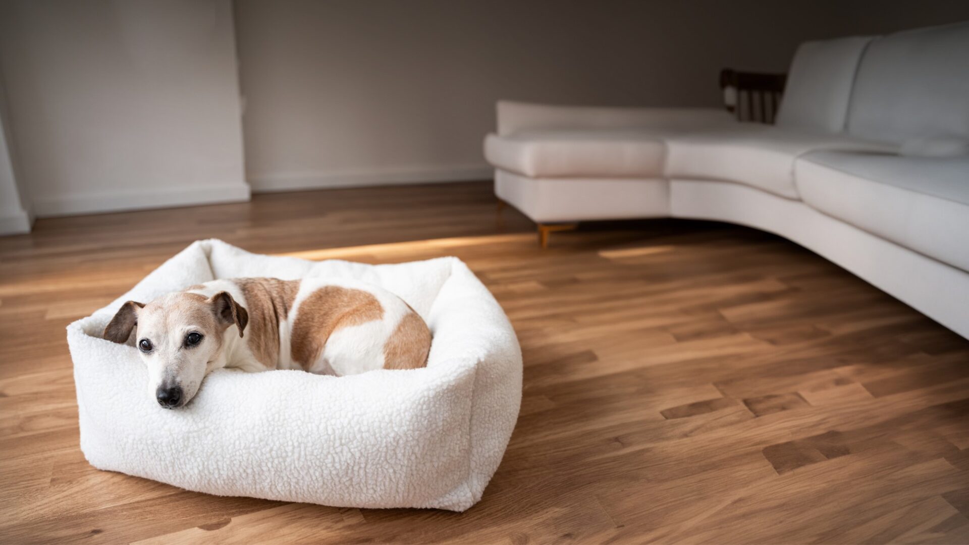 dog laying in bed on hard surface flooring