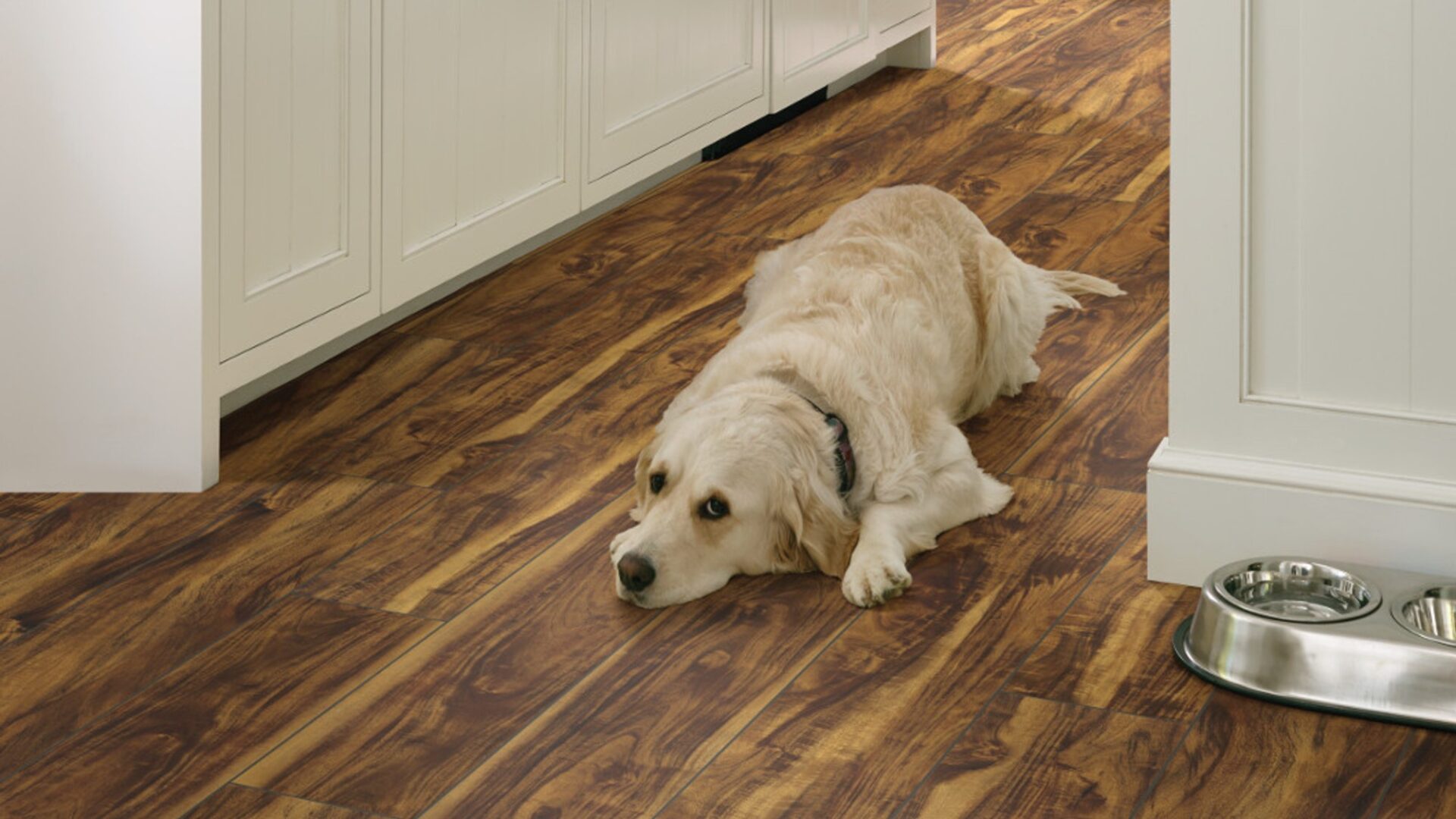 Dog laying on luxury vinyl flooring